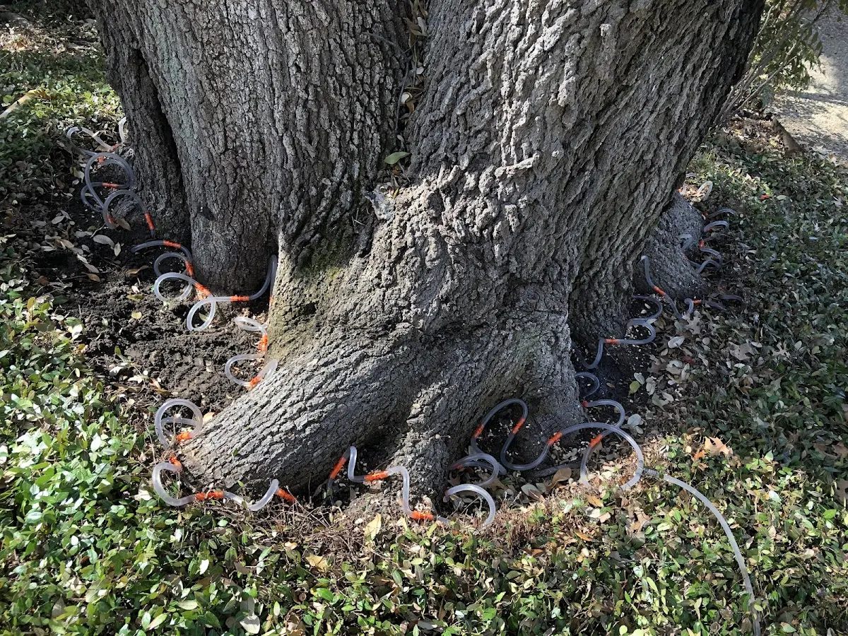 Detailed Tree Cabling and Bracing job site in Westminster