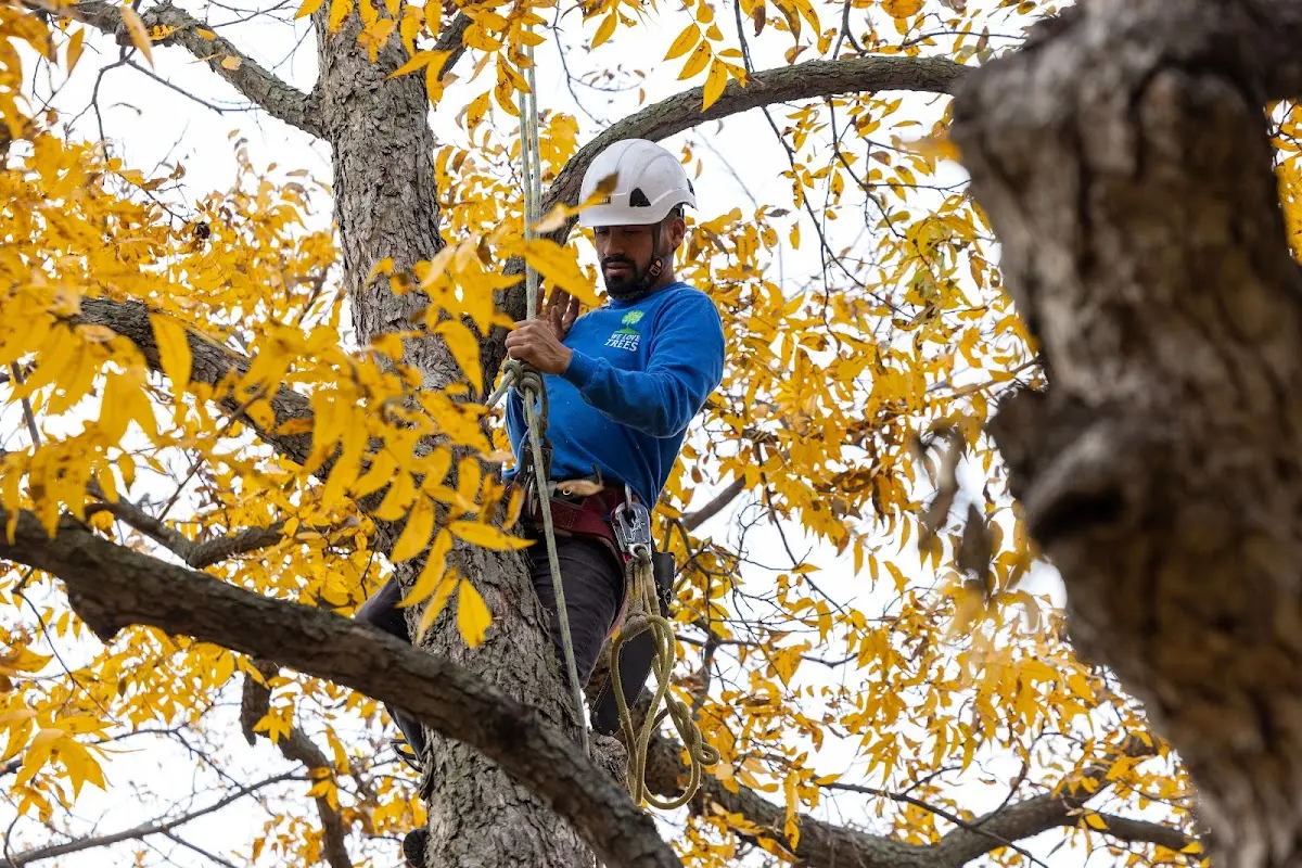 Skilled Storm Damage Cleanup crew working in Westminster